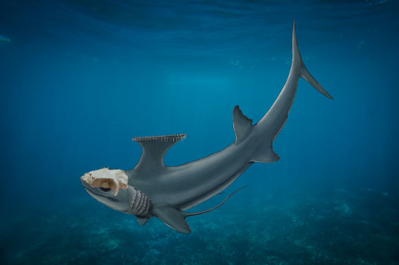 Reconstruction of the early chimaera Dwykaselachus oosthuizeni. Image credit: Kristen Tietjen.