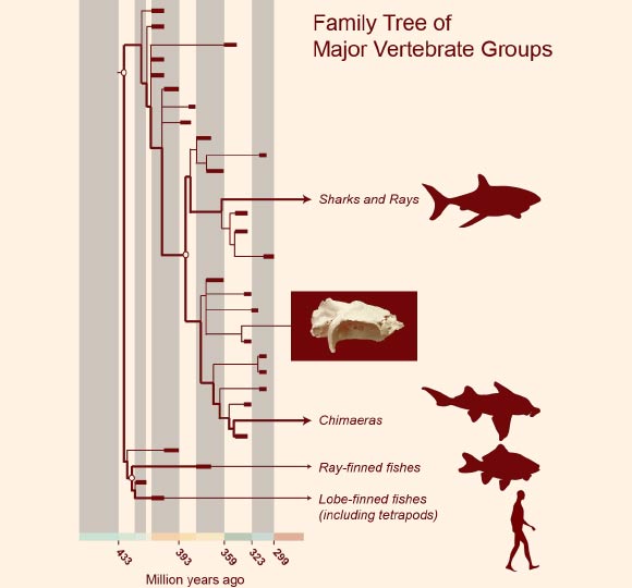 Vertebrate family tree showing the new position of Dwykaselachus oosthuizeni. Image credit: Michael I. Coates et al.