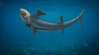 Reconstruction of the early chimaera Dwykaselachus oosthuizeni. Image credit: Kristen Tietjen.