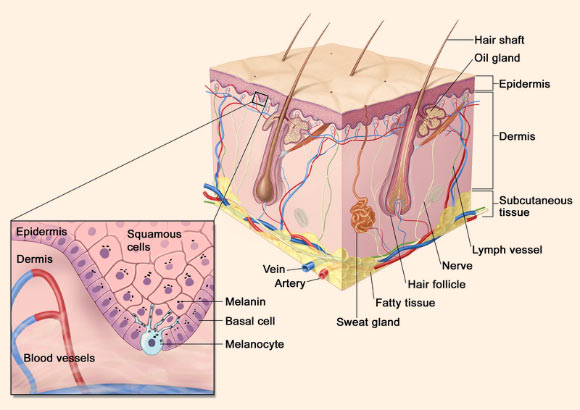 Melanoma is a disease in which malignant cells form in melanocytes. Image credit: Ibdipcan2015 / Terese Winslow / CC BY-SA 4.0.