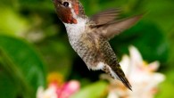 The Anna’s hummingbird (Calypte anna). Image credit: Kevin Cole / CC BY 2.0.
