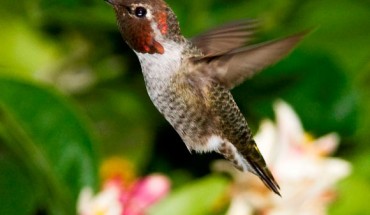 The Anna’s hummingbird (Calypte anna). Image credit: Kevin Cole / CC BY 2.0.