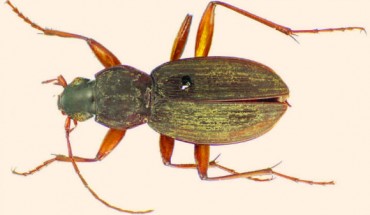 Holotype specimen of Bryanites graeffii. Image credit: J.K. Liebherr.