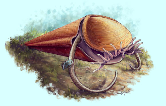 Reconstruction of the hyolith Haplophrentis on the Cambrian sea floor. Image credit: D. Dufault / Royal Ontario Museum.