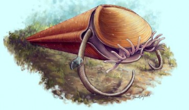 Reconstruction of the hyolith Haplophrentis on the Cambrian sea floor. Image credit: D. Dufault / Royal Ontario Museum.