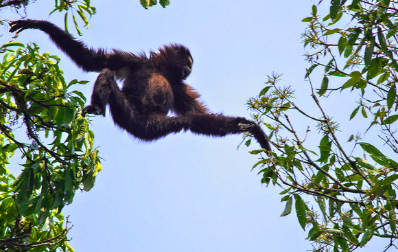 A juvenile male of the Skywalker hoolock gibbon (Hoolock tianxing) from Mt. Gaoligong jumping across trees. Image credit: Lei Dong.