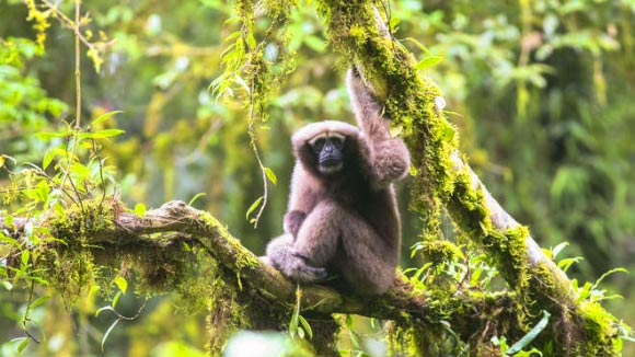 An adult female of the Skywalker hoolock gibbon (Hoolock tianxing). Image credit: Fan Peng-Fei.