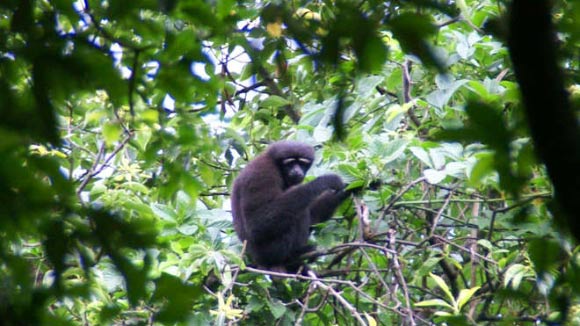 A male of the Skywalker hoolock gibbon (Hoolock tianxing). Image credit: Zoological Society of London.