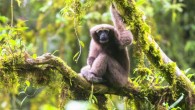 An adult female of the Skywalker hoolock gibbon (Hoolock tianxing). Image credit: Fan Peng-Fei.