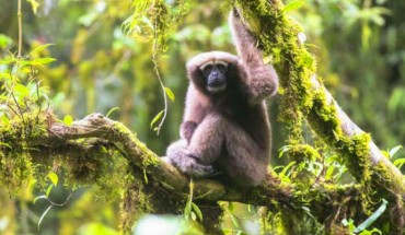 An adult female of the Skywalker hoolock gibbon (Hoolock tianxing). Image credit: Fan Peng-Fei.