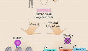 Brattas et al. report that ERVs are bound by TRIM28 in human neural progenitor cells. This results in the establishment of local heterochromatin that affects nearby gene expression, suggesting a role for ERVs in the control of transcriptional networks in the developing human brain. Interestingly, ERVs bound by TRIM28 are mostly enriched for elements that integrated around 35–55 million years ago, thus not binding to the most recent ERVs as well as ancient elements. Image credit: Per Ludvik Brattas et al, doi: 10.1016/j.celrep.2016.12.010.