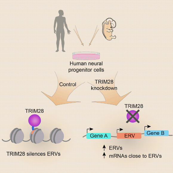 Brattas et al. report that ERVs are bound by TRIM28 in human neural progenitor cells. This results in the establishment of local heterochromatin that affects nearby gene expression, suggesting a role for ERVs in the control of transcriptional networks in the developing human brain. Interestingly, ERVs bound by TRIM28 are mostly enriched for elements that integrated around 35–55 million years ago, thus not binding to the most recent ERVs as well as ancient elements. Image credit: Per Ludvik Brattas et al, doi: 10.1016/j.celrep.2016.12.010.