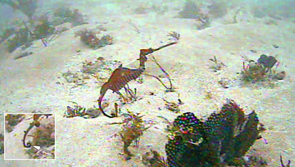The ruby seadragon (Phyllopteryx dewysea) in the Recherche Archipelago, Western Australia. The inset shows a detail of the apparently prehensile tail. Image credit: Scripps Institution of Oceanography / Western Australia Museum.