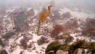 The ruby seadragon (Phyllopteryx dewysea). Image credit: Scripps Institution of Oceanography / Western Australia Museum.