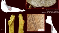 Top: cut marks on a horse mandible from Bluefish Cave II; the specimen is dated to 19,650 years before present; the bone surface is a bit weathered and altered by root etching but the cut marks are well preserved; they are located on the medial side, under the third and second molars, and are associated with the removal of the tongue using a stone tool. Bottom: cut marks on a caribou coxal bone from Bluefish Cave II; the specimen is dated to 18,570 years before present and shows straight and parallel marks resulting from filleting activity. Image credit: L. Bourgeon et al, doi: 10.1371/journal.pone.0169486.