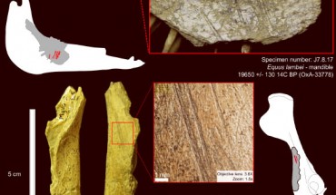Top: cut marks on a horse mandible from Bluefish Cave II; the specimen is dated to 19,650 years before present; the bone surface is a bit weathered and altered by root etching but the cut marks are well preserved; they are located on the medial side, under the third and second molars, and are associated with the removal of the tongue using a stone tool. Bottom: cut marks on a caribou coxal bone from Bluefish Cave II; the specimen is dated to 18,570 years before present and shows straight and parallel marks resulting from filleting activity. Image credit: L. Bourgeon et al, doi: 10.1371/journal.pone.0169486.
