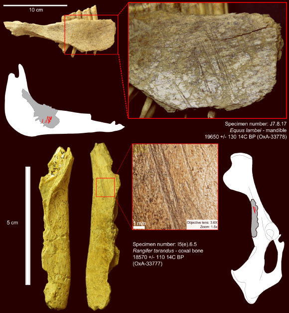 Top: cut marks on a horse mandible from Bluefish Cave II; the specimen is dated to 19,650 years before present; the bone surface is a bit weathered and altered by root etching but the cut marks are well preserved; they are located on the medial side, under the third and second molars, and are associated with the removal of the tongue using a stone tool. Bottom: cut marks on a caribou coxal bone from Bluefish Cave II; the specimen is dated to 18,570 years before present and shows straight and parallel marks resulting from filleting activity. Image credit: L. Bourgeon et al, doi: 10.1371/journal.pone.0169486.
