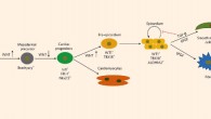 A model highlighting the specification of human pluripotent stem cells (hPSCs) to epicardial lineages by stage-specific modulation of canonical Wnt signaling and the long-term maintenance of hPSC-derived epicardial cells using TGF-β-signalling inhibitors. Image credit: X. Bao et al, doi: 10.1038/s41551-016-0003.
