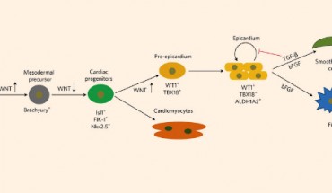 A model highlighting the specification of human pluripotent stem cells (hPSCs) to epicardial lineages by stage-specific modulation of canonical Wnt signaling and the long-term maintenance of hPSC-derived epicardial cells using TGF-β-signalling inhibitors. Image credit: X. Bao et al, doi: 10.1038/s41551-016-0003.