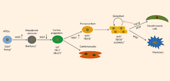 A model highlighting the specification of human pluripotent stem cells (hPSCs) to epicardial lineages by stage-specific modulation of canonical Wnt signaling and the long-term maintenance of hPSC-derived epicardial cells using TGF-β-signalling inhibitors. Image credit: X. Bao et al, doi: 10.1038/s41551-016-0003.
