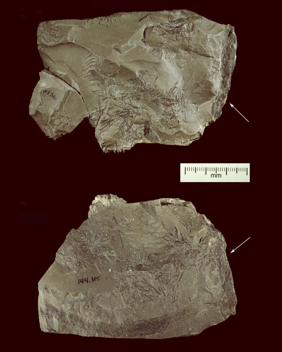 ‘Clam-shell’ view of Side A (top) and B showing black dendrites against the background of the brown mudstone. The flake, only shown re-attached on Side A, is the result of a post-excavation fracture of the specimen. Arrows point to large inclusion visible on Sides A and B. Image credit: Davorka Radovčić et al, doi: 10.1016/j.crpv.2016.04.013.