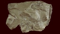 ‘Clam-shell’ view of Side A (top) and B showing black dendrites against the background of the brown mudstone. The flake, only shown re-attached on Side A, is the result of a post-excavation fracture of the specimen. Arrows point to large inclusion visible on Sides A and B. Image credit: Davorka Radovčić et al, doi: 10.1016/j.crpv.2016.04.013.