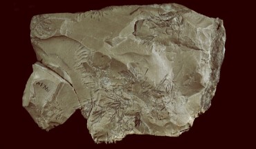 ‘Clam-shell’ view of Side A (top) and B showing black dendrites against the background of the brown mudstone. The flake, only shown re-attached on Side A, is the result of a post-excavation fracture of the specimen. Arrows point to large inclusion visible on Sides A and B. Image credit: Davorka Radovčić et al, doi: 10.1016/j.crpv.2016.04.013.