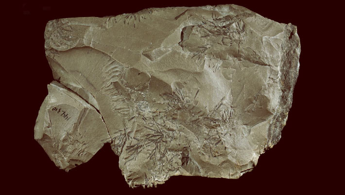 Neanderthals Capable of Incorporating Symbolic Objects into Their ...