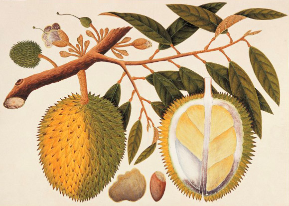 A watercolor drawing of the durian (Durio zibethinus), c. 1819-1823. The drawing is one of 477 natural history drawings of plants and animals of Malacca and Singapore commissioned by William Farquhar. 