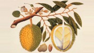 A watercolor drawing of the durian (Durio zibethinus), c. 1819-1823. The drawing is one of 477 natural history drawings of plants and animals of Malacca and Singapore commissioned by William Farquhar.