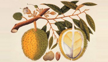 A watercolor drawing of the durian (Durio zibethinus), c. 1819-1823. The drawing is one of 477 natural history drawings of plants and animals of Malacca and Singapore commissioned by William Farquhar.