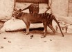 A pair of thylacines, a male and female, c. 1905. Image credit: Smithsonian Institutional Archives / E. J. Keller, National Zoological Park.