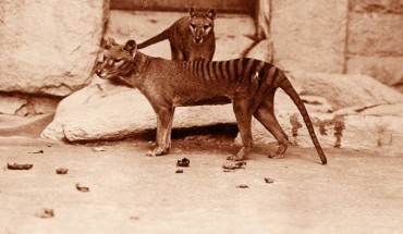 A pair of thylacines, a male and female, c. 1905. Image credit: Smithsonian Institutional Archives / E. J. Keller, National Zoological Park.