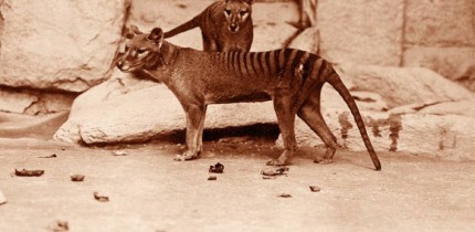A pair of thylacines, a male and female, c. 1905. Image credit: Smithsonian Institutional Archives / E. J. Keller, National Zoological Park.