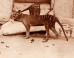 A pair of thylacines, a male and female, c. 1905. Image credit: Smithsonian Institutional Archives / E. J. Keller, National Zoological Park.