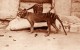 A pair of thylacines, a male and female, c. 1905. Image credit: Smithsonian Institutional Archives / E. J. Keller, National Zoological Park.