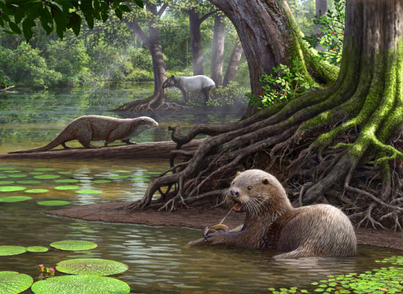 Artist’s reconstruction of two individuals of Siamogale melilutra, one of them feeding on a freshwater clam. The tapir in the background is Tapirus yunnanensis. Aquatic plants include water chestnut (Typha) and fox nut (Euryale), and the low shrub in foreground is Sichuan peppercorn (Zanthoxylum). Image credit: Mauricio Anton.