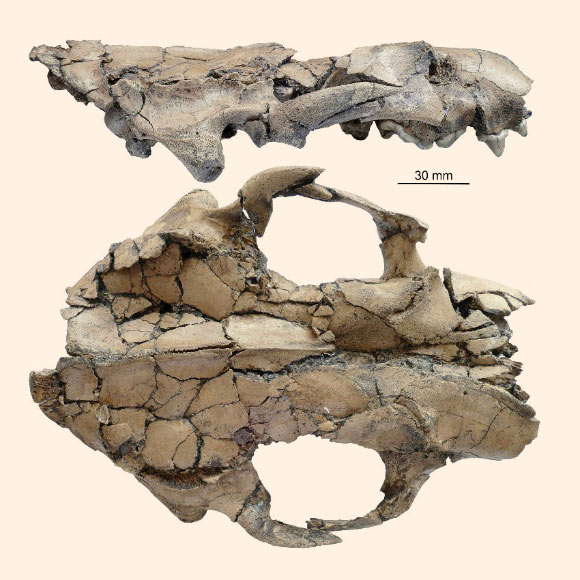 A nearly complete cranium of a young adult Siamogale melilutra: right lateral and dorsal views. Image credit: Xiaoming Wang et al.
