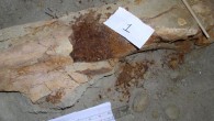 This is a Brachylophosaur canadensis fossil femur in field jacket, showing area of sampling for molecular analyses. Image credit: Mary Schweitzer.