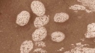 Eggs of the Ordovician trilobite Triarthrus eatoni. Image credit: Thomas A. Hegna et al, doi: 10.1130/G38773.1.