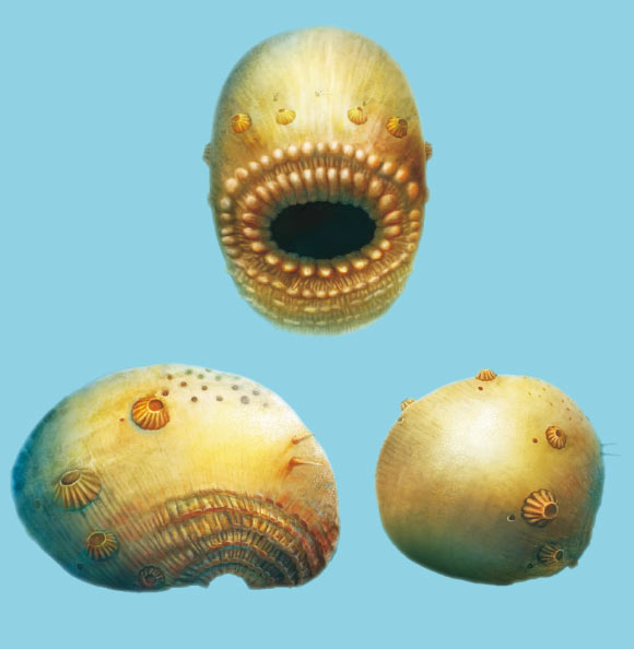Reconstruction of Saccorhytus coronaries: lateral, hind and ventral views. Image credit: Jian Han et al, doi: 10.1038/nature21072.