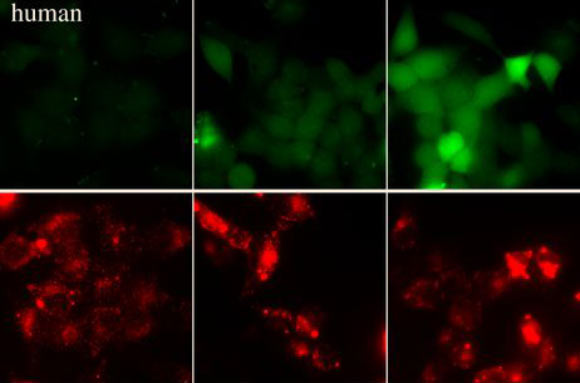 CO2-dependent dye loading of HeLa cells expressing Cx26 from human. The top images (green) show the CO2-dependent loading of 5(6)-CBF at three different levels of PCO2. The Cx26 was tagged at the C-terminal with mCherry. The bottom images (red) in each panel show the mCherry fluorescence and hence Cx26 expression corresponding to the cells that were loaded in the images above. Image credit: Elizabeth de Wolf et al, doi: 10.1098/rspb.2016.2723.