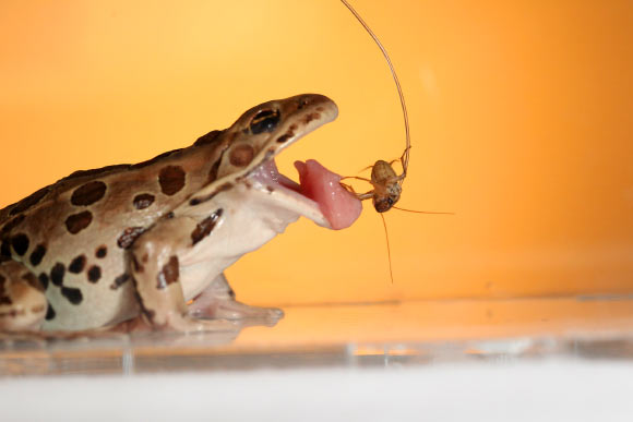 A northern leopard frog (Rana pipiens) catches a cricket. Image credit: Candler Hobbs.