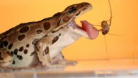 A northern leopard frog (Rana pipiens) catches a cricket. Image credit: Candler Hobbs.