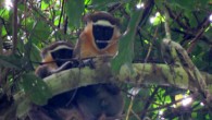 Close-up of critically endangered Dryas monkeys (Cercopithecus dryas) now inhabiting the Lomami National Park in the Democratic Republic of Congo. Image credit: Pablo Ayali, Lukuru Foundation.
