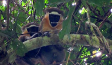 Close-up of critically endangered Dryas monkeys (Cercopithecus dryas) now inhabiting the Lomami National Park in the Democratic Republic of Congo. Image credit: Pablo Ayali, Lukuru Foundation.