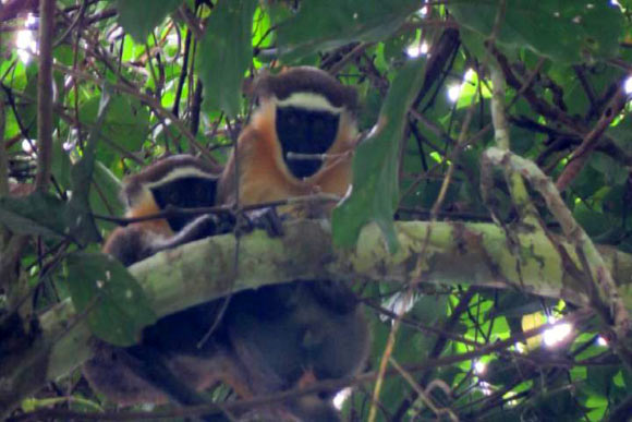 Close-up of critically endangered Dryas monkeys (Cercopithecus dryas) now inhabiting the Lomami National Park in the Democratic Republic of Congo. Image credit: Pablo Ayali, Lukuru Foundation.