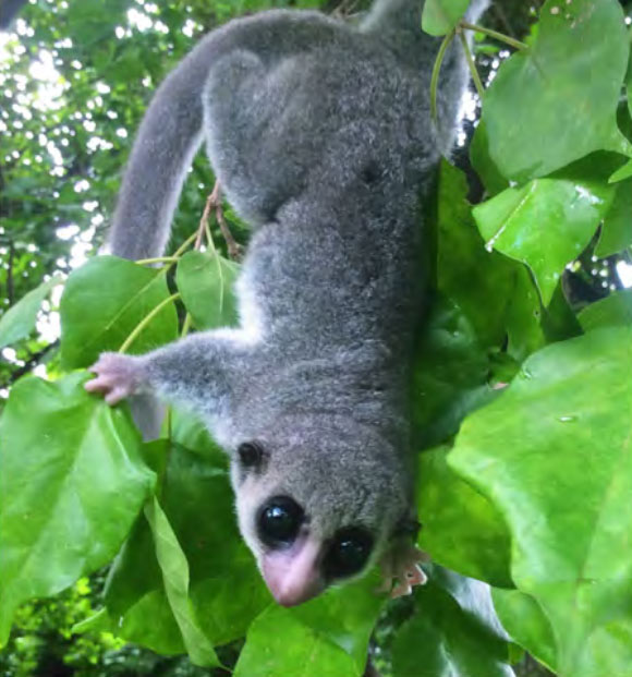 The Sheth’s dwarf lemur (Cheirogaleus shethi). Image credit: Richard Randriamampionona.