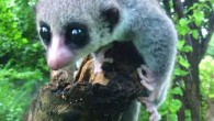 The Sheth’s dwarf lemur (Cheirogaleus shethi) at Ankarana Special Reserve, Madagascar. Image credit: Richard Randriamampionona.