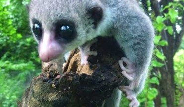 The Sheth’s dwarf lemur (Cheirogaleus shethi) at Ankarana Special Reserve, Madagascar. Image credit: Richard Randriamampionona.